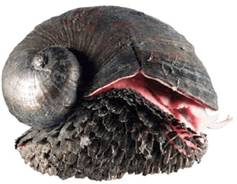 体表に硫化鉄の鱗を持った巻貝Crysomallon