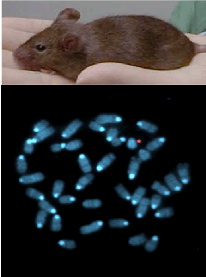 （上）ヒト抗体産生マウス（下）ヒト21番染色体由来の人工染色体HAC（赤）を含むマウスES細胞
