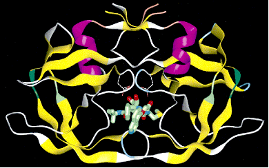 図1．HIVプロテアーゼ二量体とその阻害剤KNI-272との複合体の結晶構造
