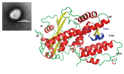 （左）インフルエンザウイルス、（右）SPring-8で明らかにしたインフルエンザウイルスが持つ増殖に関係する酵素の構造の一部