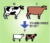 遺伝的な特徴を受け継ぐ