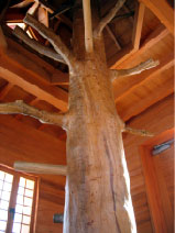 写真　低学年用デンの内部には、 登木がある。
