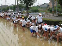 田植え体験 田植え体験