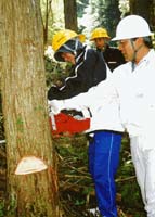 杉の伐木体験をする生徒
