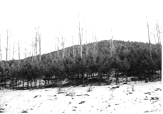 シラカンバ（Betula platyphylla）とモンゴルアカマツ（障子松、Pinus sylvestris）の2段林（黒竜江省長白山系）。 