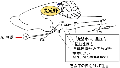 図7　ラットの脳における光の伝達経路（Klein et al.1983）