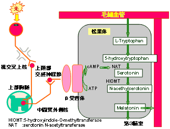 図2　メラトニン分泌と光の制御