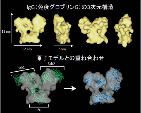 沖縄プロテイントモグラフィー株式会社が提供する画像解析技術