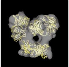 免疫グロブリンGの3次元構造