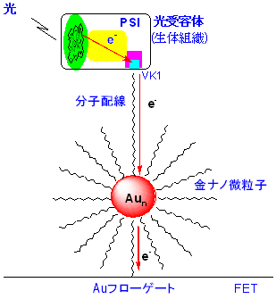 バイオ光センサーの模式図