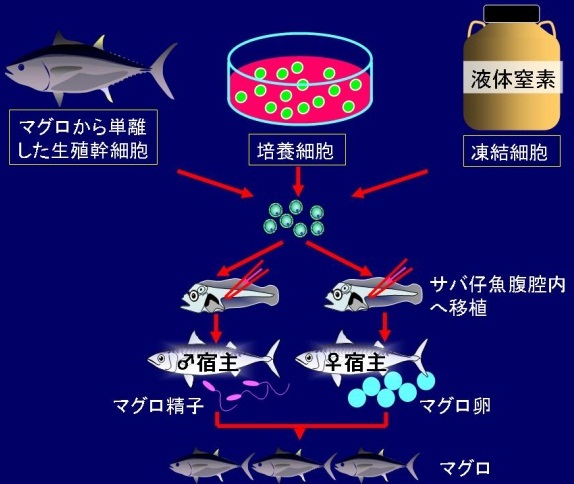 生殖幹細胞操作によるクロマグロ等の新たな受精卵供給法の開発