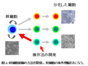 細胞・組織の統合制御にむけた総合拠点形成