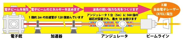 SACLA の装置の構成。電子ビームを発生させる電子銃。発生した電子ビームのエネルギーを高める加速器。その電子ビームから波長の短い強力な光をつくるアンジュレータ。これらにより、X線自由電子レーザーが誕生します。