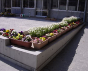 写真4‐2‐5　教室の外部出入口付近の植栽の例