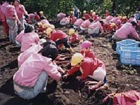 保育園児とサツマイモの収穫 保育園児とサツマイモの収穫