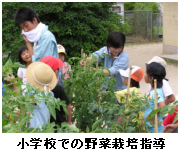 小学校での野菜栽培指導の写真