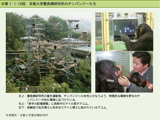 第1-1-16図　京都大学霊長類研究所のチンパンジーたち