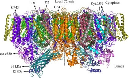 光化学系2タンパク質複合体の結晶構造