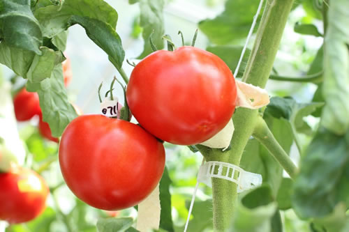 ゲノム編集により作出された機能性成分GABA（ギャバ）を高蓄積したトマト