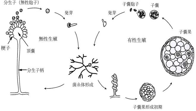 カビ対策マニュアル 基礎編 文部科学省