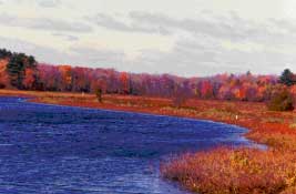 ボストン・メトロポリタンパークシステムにより保全された湿地の景観の写真