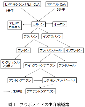 図1　フラボノイドの生合成経路