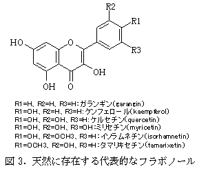 図3. 天然に存在する代表的なフラボノール