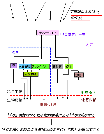 <sup>14</sup>C年代測定法の原理図