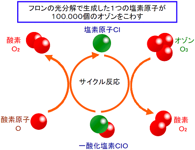 図5　フロンの光分解で生成した塩素原子Clがオゾンを破壊するサイクル反応の模式図