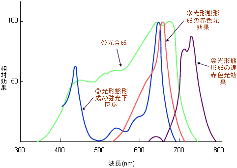 図1　植物の光反応の作用スペクトル