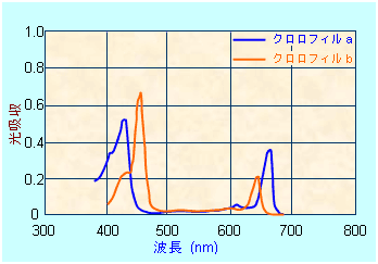 図2　クロロフィルの吸収スペクトル