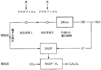 図8　光合成反応と光化学系2の還元時間