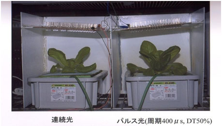 図10　白色LEDパルス光照射下のサラダナの生育