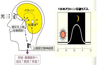 図1　生物時計