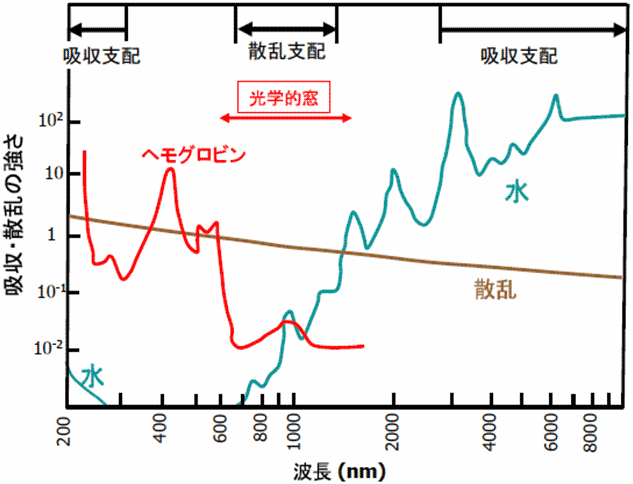 図2　生体組織による光吸収・散乱の波長特性