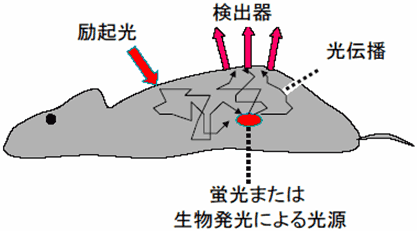 図15　小動物の蛍光または生物発光トモグラフィの（a）概念図