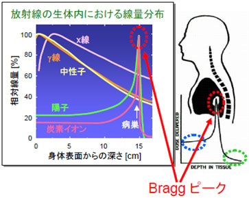 図1　各種放射線の生体内における線量分布の比較