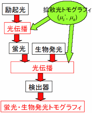 図15　小動物の蛍光または生物発光トモグラフィの（b）プロセス