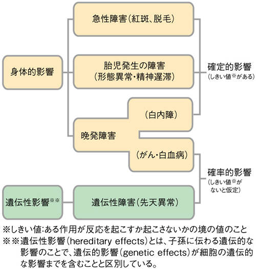 放射線被ばく影響