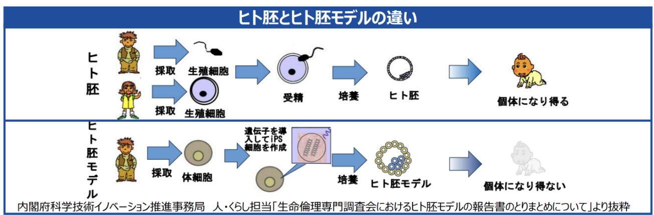 ヒト胚とヒト胚モデルの違い