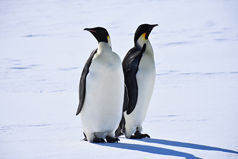 コウテイペンギン①の画像