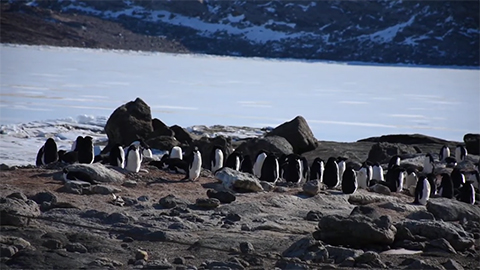 ペンギンルッカリー（集団繁殖地）の画像