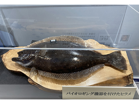 エントランス：国立大学法人福島大学3