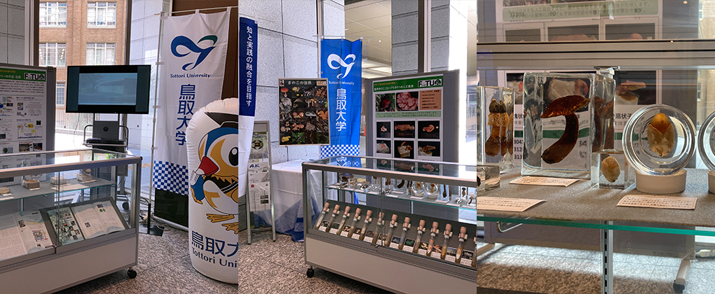 【エントランス】新規企画展示のお知らせ【鳥取大学】