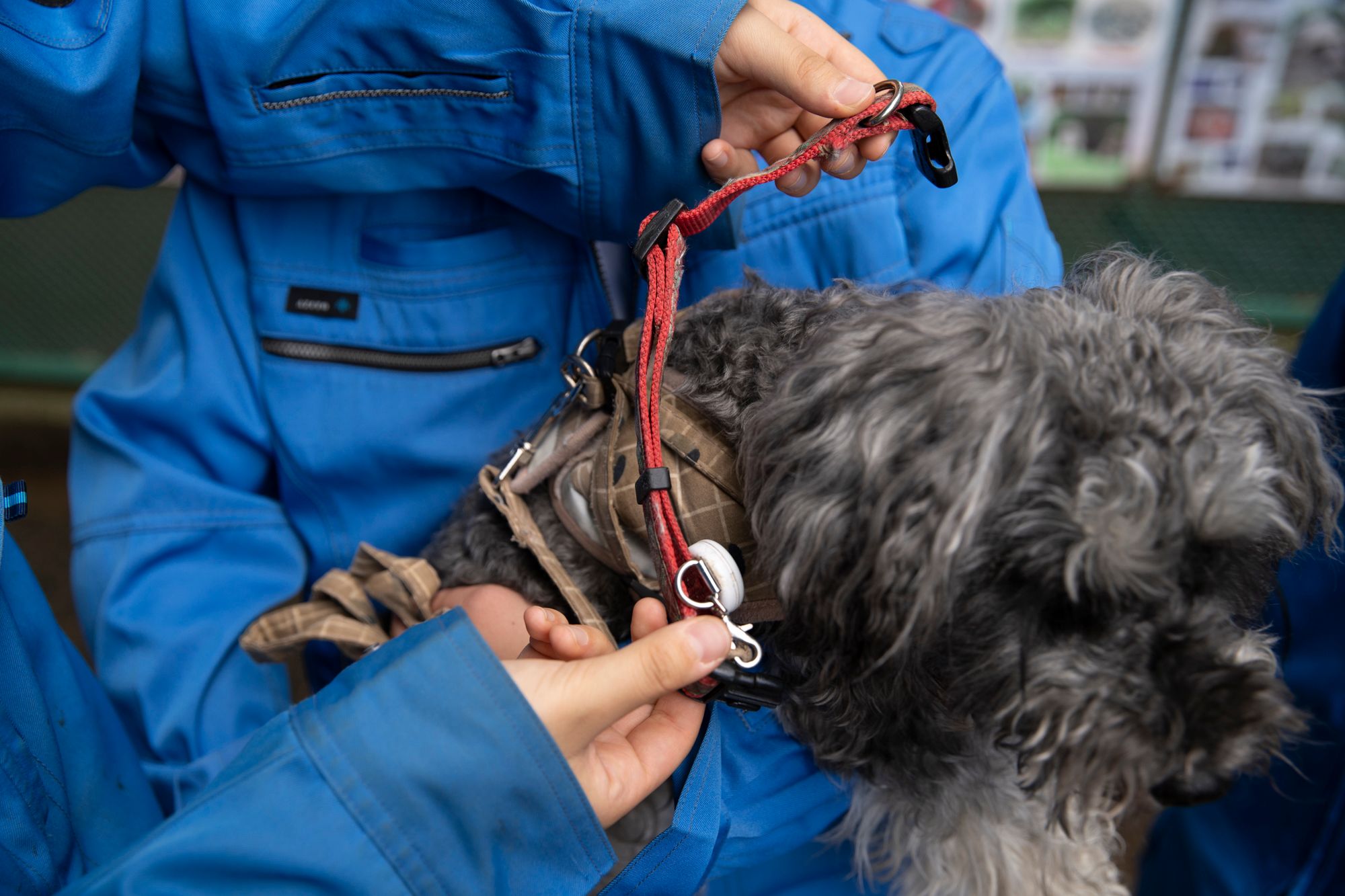 加速度センサーと気圧センサーを搭載した、犬猫用活動量計「プラスサイクル」。首輪部分に取り付けて、動きや休息、ジャンプ回数などを計測することができる