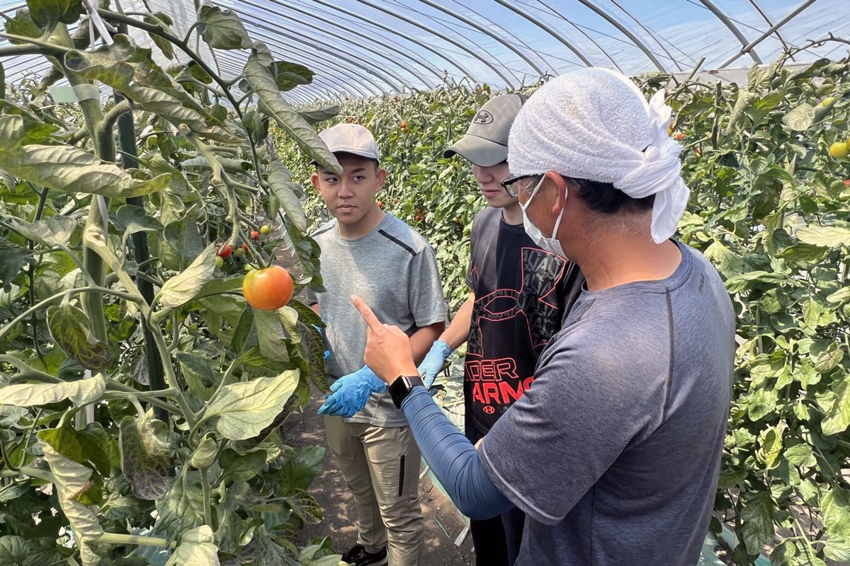 園芸コースのデュアルシステム。地元のトマト生産農家での派遣実習(提供:北海道静内農業高等学校)
