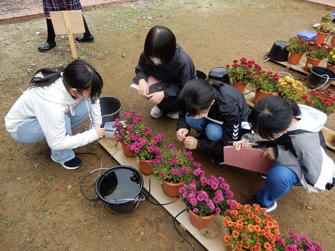 「笠間の菊まつり」への出品当日、生徒たちは美しく咲いた菊(ポットマム)の鉢をきれいに整えた。