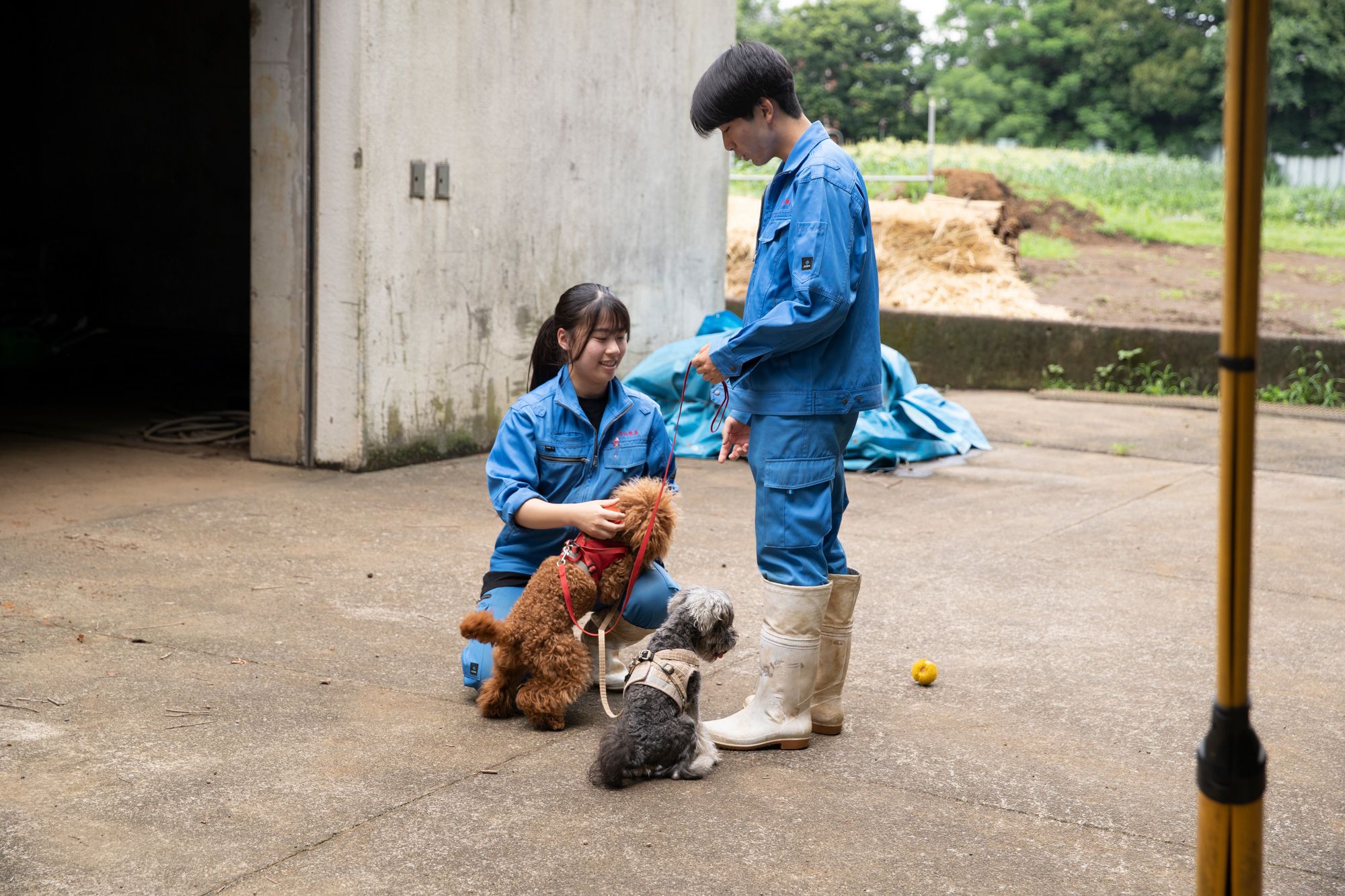 課題研究で、犬の研究を行っている生徒。動物科では、それぞれの動物を担当する生徒を決め、飼育管理を行っている