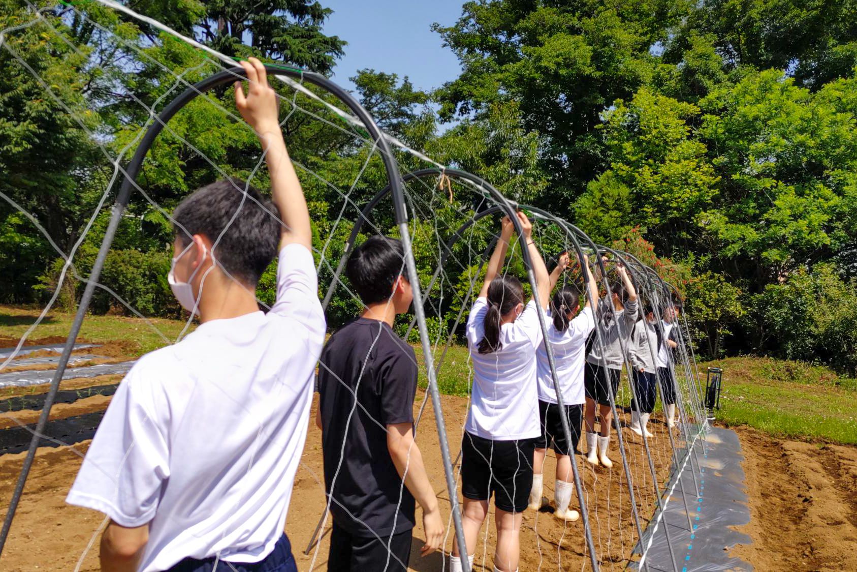 キュウリの支柱建てと、ネット張り。全員で協力し、実際の圃場で、様々な栽培の過程を体験する。