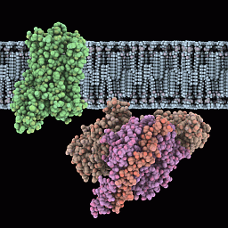 GPCR（上）とGタンパク質（下）
